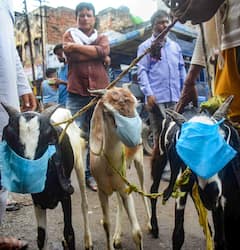 IN PICS | Eid Al-Adha 2021: Nation Sees A Subdued Celebration Amid Covid