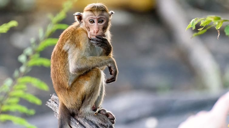 Tamil Nadu Forest Dept Rescues Baby Monkey From Begging Racket At Chennai's Marina Beach Tamil Nadu Forest Dept Rescues Baby Monkey From Begging Racket At Chennai's Marina Beach