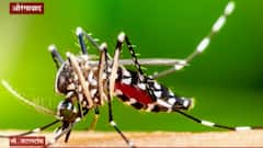 Dengue | औरंगाबादमध्ये कोरोनासोबतच आता डेंग्युची भीती, डेंग्युचे सहा संशयित रुग्ण आढळल्यानं सतर्कता
