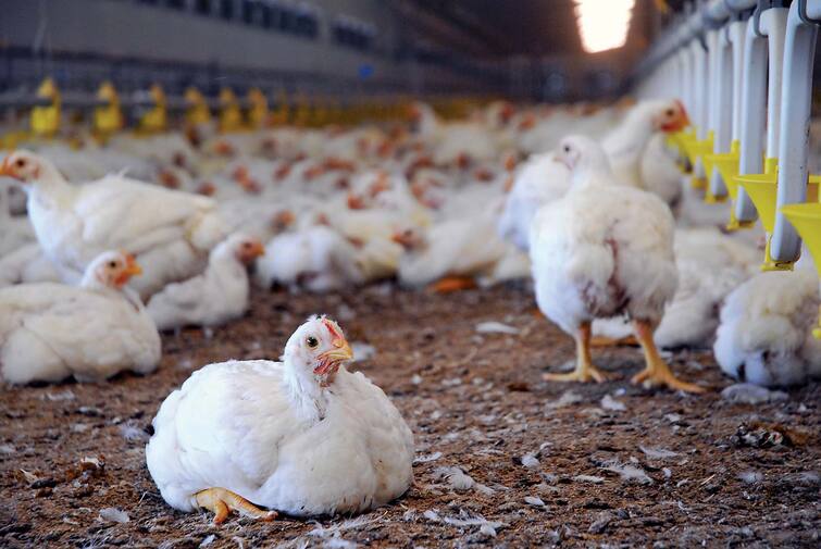 Ahmednagar News Latest updates Cock Hens are suffering from severe heat stroke, poultry business is in trouble कोंबड्यांना बसतोय कडक उन्हाचा फटका, पोल्ट्री व्यावसायिक अडचणीत