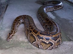 घर के एसी में फंसा दो फुट लंबा अजगर, देखकर घर के लोगों के उड़े होश, जानें फिर किया हुआ