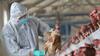 First death due to bird flu amid COVID pandemic causes stir in India
