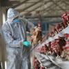 Bird Flu Death: దేశంలో తొలి బర్డ్ ఫ్లూ మరణం.. 12 ఏళ్ల బాలుడు మృతి