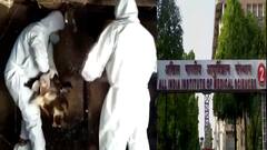 Bird Flu Death : बर्ड फ्ल्यूमुळे देशात पहिला मृत्यू