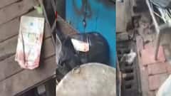 Attempt to Murder: পাথর দিয়ে থেঁতলে হোটেল মালিককে 'খুনের চেষ্টা'