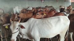 जहरीला पानी पीने से 58 गायों की मौत, पूर्व नौकर को किया गया गिरफ्तार