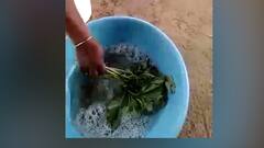 Viral Video | भाज्या टवटवीत कशा दिसतात? व्हायरल व्हिडिओ