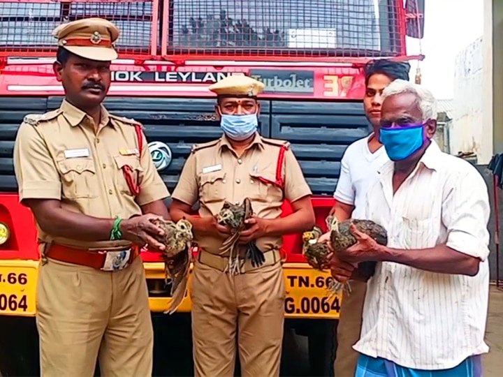 காட்டில் கிடைத்த முட்டை... அடை காத்த கோழி... வளர்ந்ததும் மயில் ஆனது! பிரிய மனமின்றி ஒப்படைத்த விவசாயி!