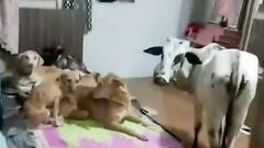 Maharashtra Rain: बदलापुर में बारिश से इंसान ही नहीं जानवर भी परेशान