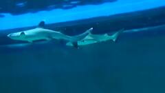 અમદાવાદ:સાયન્સ સિટી એકવાટિક ગેલેરીમાં માછલીઓના મોતનો મામલો, એક્ઝુક્ટિવ ડાયરેક્ટરે શું કર્યો દાવો?