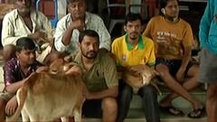 Badlapur Animal Rescue : बदलापूर पाणवठा अपंग प्राण्यांच्या अनाथाश्रमातून 75 प्राण्यांना वाचवलं