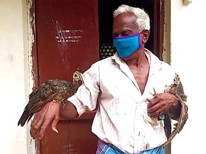 A farmer who raises peacock chicks thinking they are chickens காட்டில் கிடைத்த முட்டை... அடை காத்த கோழி... வளர்ந்ததும் மயில் ஆனது! பிரிய மனமின்றி ஒப்படைத்த விவசாயி!