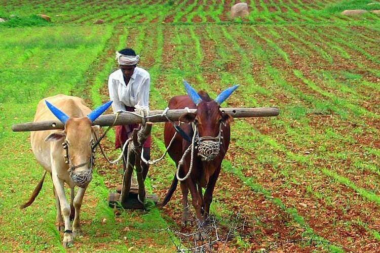 The planting trend in Gujarat has changed, with increasing demand farmers turning to cotton ગુજરાતમાં વાવેતરનો ટ્રેન્ડ બદલાયો, માંગ વધતા ખેડૂતો આ પાક તરફ વળ્યા