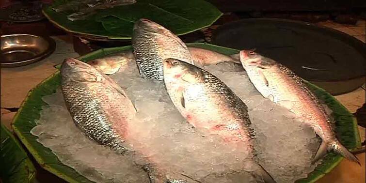 Hilsa Price Hilsa price Hike Gariahat Market Hilsa Price: আষাঢ় পেরিয়ে শ্রাবণের মাঝামাঝি, বাঙালির সাধের ইলিশের দামে আগুন