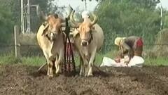 Rajkot: જિલ્લાના 95 ટકા વિસ્તારમાં વાવેતર થયું પૂર્ણ, સૌથી વધુ શેનું કરાયું વાવેતર?