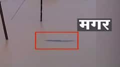 Chiplun Flood : पुराचं पाणी ओसरण्यास सुरुवात; वाशिष्ठी नदीतून मगरी मानवी वस्तीत शिरल्याची भिती