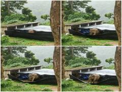 ’தடை, அதை உடை’ - வழித்தட ஆக்கிரமிப்பை தகர்தெறிந்த யானைக்கூட்டம்..!