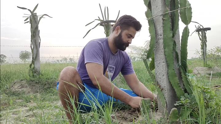 ਡਰੈਗਨ ਫਰੂਟ ਦੇ ਨਾਲ ਸੁਖਜਿੰਦਰ ਨੇ ਫਲਾਂ ਦੇ ਬੂਟੇ ਲਗਾਏ ਹਨ ਕਿਉਂਕਿ ਉਸਦਾ ਕਹਿਣਾ ਕਿ ਜੇਕਰ ਡਰੈਗਨ ਫਰੂਟ ਦਾ ਰਿਜਲਟ ਵਧੀਆ ਨਾ ਆਇਆ ਤਾਂ ਬੈਕਅਪ ਲਈ ਉਸਦੇ ਕੋਲ ਫਰੂਟ ਦੇ ਬੂਟੇ ਉਸਦੀ ਭਰਪਾਈ ਕਰ ਦੇਣਗੇ।