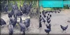 Kadaknath Chicken: করোনায় কামাল 'কড়কনাথ' মুরগিতে! দার্জিলিংয়ে বাড়ছে চাহিদা-প্রতিপালন