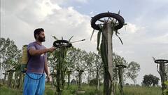 ਨੌਜਵਾਨਾਂ ਲਈ ਬੈਂਕਰ ਬਣਿਆ ਮਿਸਾਲ, ਨੌਕਰੀ ਦੇ ਨਾਲ ਕਰ ਰਿਹਾ ਸਭ ਤੋਂ ਮਹਿੰਗੇ ਫਲ ਦੀ ਖੇਤੀ