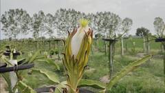 ਨੌਜਵਾਨਾਂ ਲਈ ਬੈਂਕਰ ਬਣਿਆ ਮਿਸਾਲ, ਨੌਕਰੀ ਦੇ ਨਾਲ ਕਰ ਰਿਹਾ ਸਭ ਤੋਂ ਮਹਿੰਗੇ ਫਲ ਦੀ ਖੇਤੀ