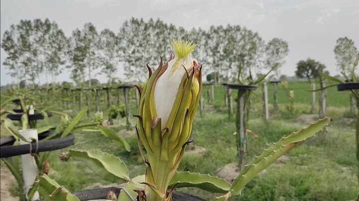 ਸੁਖਜਿੰਦਰ ਦਾ ਕਹਿਣਾ ਹੈ ਕਿ ਉਸਨੂੰ ਪਹਿਲਾਂ ਤੋਂ ਹੀ ਖੇਤੀ ਦਾ ਸ਼ੌਕ ਸੀ ਤਾਂ ਉਸਨੇ ਆਪਣੇ ਦੋਸਤਾਂ ਦੀ ਮਦਦ ਨਾਲ ਗੁਜਰਾਤ ਤੋਂ ਡਰੈਗਨ ਫਰੂਟ ਮੰਗਵਾ ਕੇ ਆਪਣੇ ਖੇਤ ਵਿੱਚ ਡਰੈਗਨ ਫਰੂਟ ਦੀ ਖੇਤੀ ਕਰਨੀ ਸ਼ੁਰੂ ਕੀਤੀ।