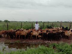 पावसामुळं मेंढपाळ दोन दिवस, दोन रात्र जंगलात अडकला! दूध पिऊन भागवली भूक, चंद्रपुरातील घटना