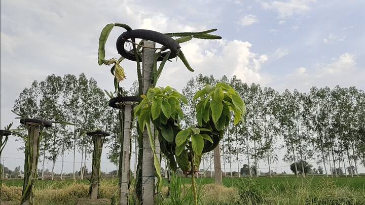 ਉਹ ਖੇਤੀਬਾੜੀ ਵਿਭਾਗ ਤੋਂ ਵੀ ਜਾਣਕਾਰੀ ਹਾਸਲ ਕਰਣ ਦਾ ਇੱਛਕ ਹੈ ਪਰ ਉਸਨੇ ਜ਼ਿਆਦਾ ਜਾਣਕਾਰੀ ਆਨਲਾਇਨ ਹੀ ਇਸਦੇ ਬਾਰੇ ਵਿੱਚ ਇਕੱਠੀ ਕੀਤੀ।