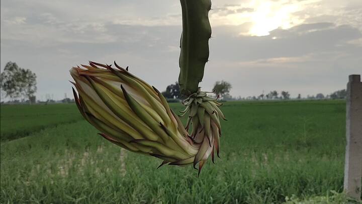 ਪਿੰਡ ਅਨਮੋਲ ਵਿੱਚ ਰਹਿਣ ਵਾਲਾ ਸੁਖਜਿੰਦਰ ਸਿੰਘ ਉਨ੍ਹਾਂ ਲੋਕਾਂ ਲਈ ਮਿਸਾਲ ਬਣਕੇ ਪੈਦਾ ਹੋਇਆ ਹੈ ਜੋ ਖੇਤੀ ਵਿੱਚ ਕੋਈ ਤਬਦੀਲੀ ਲਿਆਉਣਾ ਚਾਹੁੰਦੇ ਹਨ।