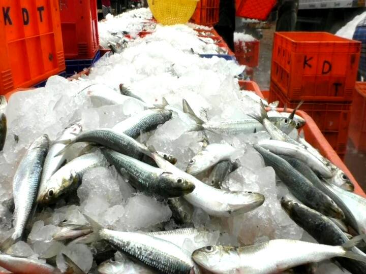 seizure of fish caught using prohibited fishing nets மயிலாடுதுறை: பூம்புகார் அருகே 300 கிலோ மத்தி மீன்கள் பறிமுதல்! 255 மீனவர்கள் மீது வழக்குப் பதிவு.