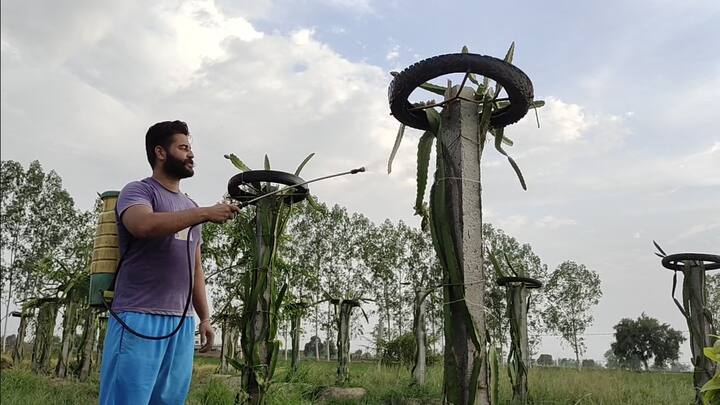 ਸੁਖਵਿੰਦਰ ਨੇ ਕਿਹਾ ਕਿ ਆਉਣ ਵਾਲੇ ਸਮੇਂ ਵਿੱਚ ਡਰੈਗਨ ਫਰੂਟ ਦੀ ਡਿਮਾਂਡ ਜ਼ਿਆਦਾ ਵਧੇਗੀ ਅਤੇ ਆਨਲਾਇਨ ਵੀ ਇਸਦੀ ਮਾਰਕੇਟਿੰਗ ਕੀਤੀ ਜਾ ਸਕਦੀ ਹੈ।