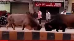 Gir Somnath: કોડિનાર ST બસ રોડ પર બાખડ્યા બે સાંઢ, લોકોએ મચાવી નાસભાગ