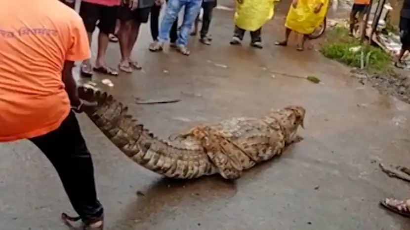 Chiplun Flood : चिपळूणमध्ये पूर ओसरल्यानंतर ठाकलं मगरींचं संकट, चिपळूणकरांच्या अडचणी संपेना ABPMajha