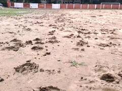 पौड़ी: नगर पालिका की लापरवाही पड़ी भारी, कंडोलिया स्टेडियम में आवारा पशुओं ने जमाया डेरा