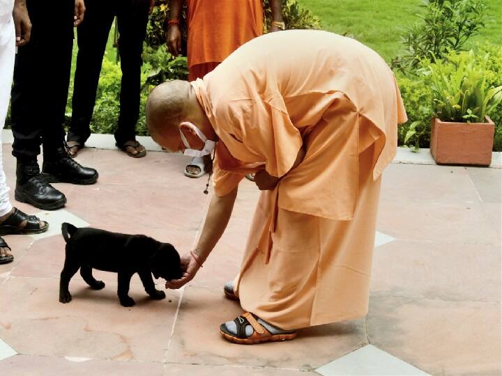 CM yogi adityanath pet dog gullu become internet sensation after pictures goes viral gorakhpur uttar Pradesh इंटरनेट सनसनी बन गया है सीएम योगी का पालतू कुत्ता 'गुल्लू', सोशल मीडिया पर वायरल हुई थी तस्वीरें