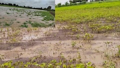 Web Exclusive : मेळघाटात पावसामुळे शेतीचं मोठं नुकसान, बळीराजावर केवळ आता रडण्याची वेळ ABP Majha