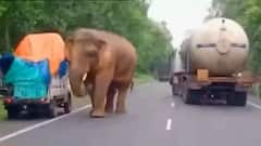 Elephant Sighiting: জাতীয় সড়কে দুলকি চালে গজরাজ, থমকে গেল যান চলাচল