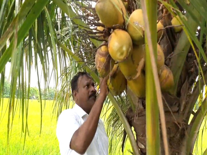 மயிலாடுதுறை: மூன்றடியில் காய்த்து குலுங்கும் தென்னை மரம்! ஆச்சரியத்தில் கிராம மக்கள்..!