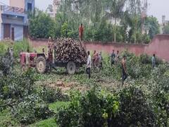 भू माफियाओं का हैरान कर देने वाला कारनामा, अवैध प्लाटिंग के लिए काट दिए आम के हरे-भरे पेड़