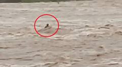 Jamnagar Live Video : ભારે વરસાદ પછી નદીના પૂરમાં યુવક તણાયો