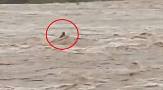 Jamnagar Live Video : ભારે વરસાદ પછી નદીના પૂરમાં યુવક તણાયો