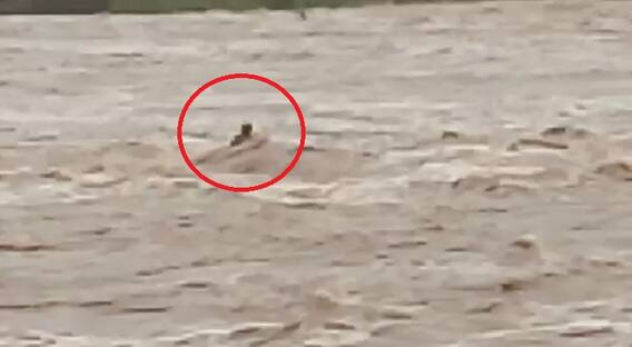 Jamnagar Live Video : ભારે વરસાદ પછી નદીના પૂરમાં યુવક તણાયો
