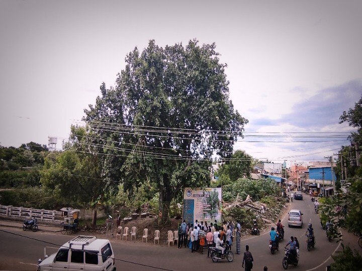 ஆலமரத்துக்கு 102 வயசு' பிறந்தநாளை கொண்டாடி தீர்த்த சமூக ஆர்வலர்கள்.. !