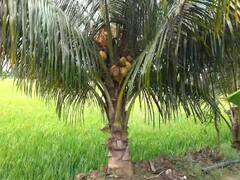 மயிலாடுதுறை: மூன்றடியில் காய்த்து குலுங்கும் தென்னை மரம்! ஆச்சரியத்தில் கிராம மக்கள்..!