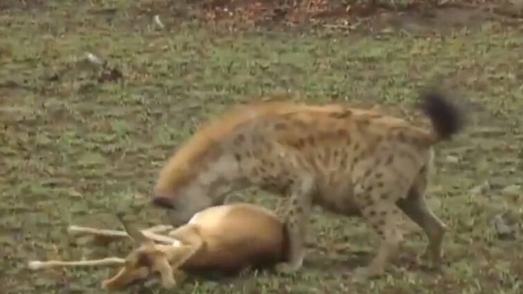 Viral VIDEO: Leopard and woodpecker made 'stupid' by acting of Deer Viral VIDEO: ਐਕਟਿੰਗ ਨਾਲ ਚੀਤੇ ਤੇ ਲਕੜਬੱਘੇ ਨੂੰ ‘ਮੂਰਖ’ ਬਣਾ ਗਿਆ ਹਿਰਨ, ਲੋਕ ਬੋਲੇ-ਇਹਨੂੰ ਦੇਵੋ ਆਸਕਰ