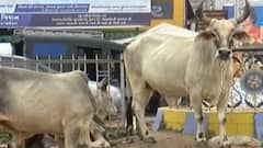 મારુ શહેર મારી વાત: સાબરકાંઠાના ઇડર શહેરમાં લોકોની સમસ્યા, ટ્રાફિક સમસ્યા હલ કરવા માંગ