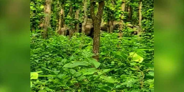 jalpaiguri dooars three elephants came out from the jungle Jalpaiguri: ডুয়ার্সে জঙ্গল থেকে বেরিয়ে চা বাগানে ঢুকে পড়ল তিনটি হাতি