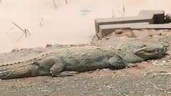 Sangli Flood : सांगलीमध्ये पूर ओसरलेल्या भागातही मगरींचं दर्शन, घरादारात, छतावर मगरींचं साम्राज्य