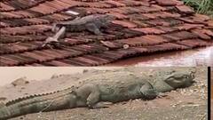 Sangli Flood : पूर ओसरताच सांगलीत मगरीचं दर्शन, कसबे डिग्रजमध्ये घराच्या कौलांवर मगर