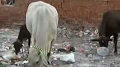 Ahmedabad: રોગચાળો વકર્યો, કયા કયા કેસોમાં કેટલો થયો વધારો?,જુઓ વીડિયો